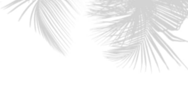 istock White background and blurred and gradient background of palm leaves or coconut leaves. 2160697280