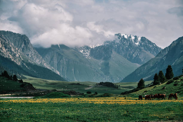 istock Horse herd grazing in lush mountain river valley 2160697668