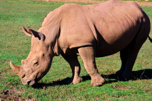 istock A white rhino is eating grass in a field. 2160697974