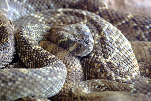 Highly venomous Australian Eastern Brown Snake
