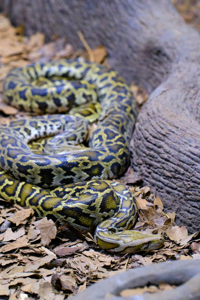 istock A Burmese python. One of the largest species of snakes. 2160698584