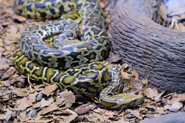 istock A Burmese python. One of the largest species of snakes. 2160698843