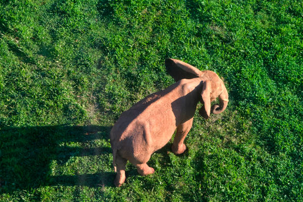 An elephant (Loxodonta africana) is standing in a grassy field. The scene is peaceful and serene. Cabarceno Nature Park. Cantabria, Spain.