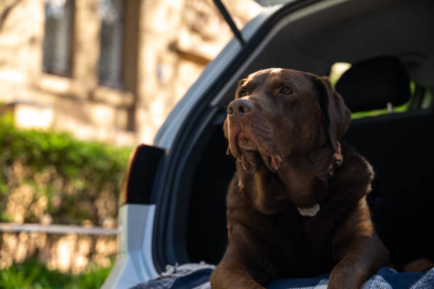 Dog in a car. Big dog lying on a plaid in a car trunk