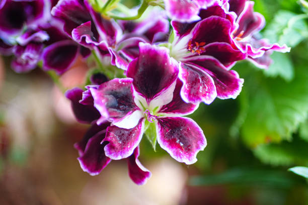 Red Geranium or Pelargonium Flowers on a Blurred Background of Greenery. Natural Antiseptic Plant that Cleans the Air. Pelargonium Zonale. Pelargonium Hortorum. Close up. Copy space