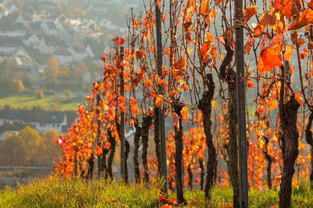 Viney in a vineyard with red leaves in autumn landscape