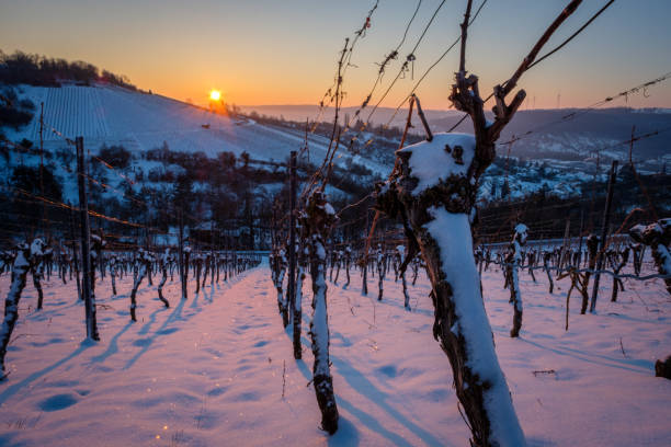 istock Vine in vineyard in morning winter sun with snow 2160700314