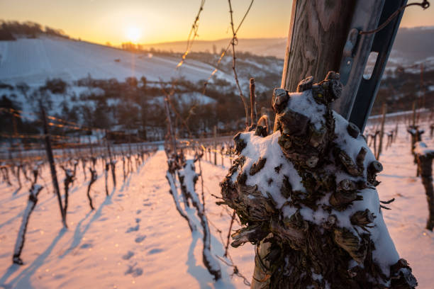 istock Old gnarled vine with snow in vineyard in winter 2160700333