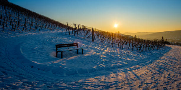 Landscape of the Jura vineyards in winter. The vineyards under the snow crossed by a road.