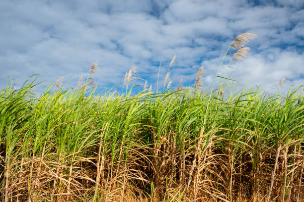 Sugar cane growing in North Queensland