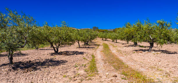 istock Olives Trees Plantation, Spain 2160701592