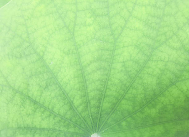 istock Details of the lotus leaf surface. 2160701738