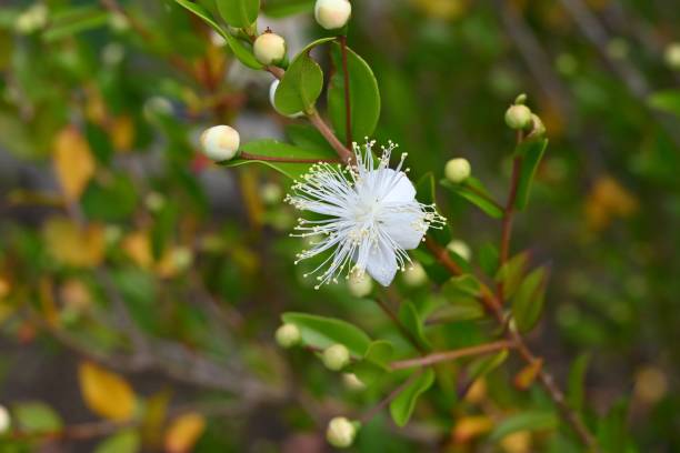 istock Myrtle (Myrtus communis) flowers. Myrtaceae evergreen shrub. 2160703267