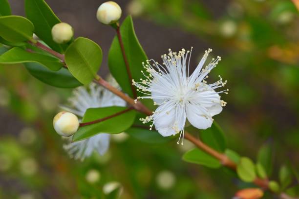 istock Myrtle (Myrtus communis) flowers. Myrtaceae evergreen shrub. 2160703268
