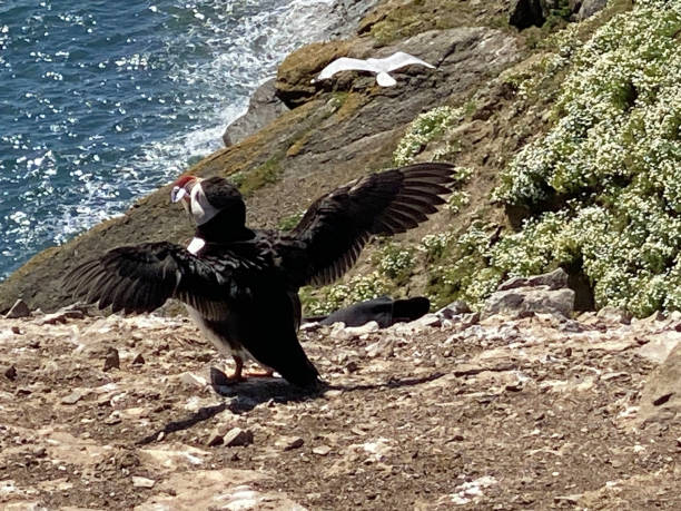 istock A view of an Atlantic Puffin 2160704783