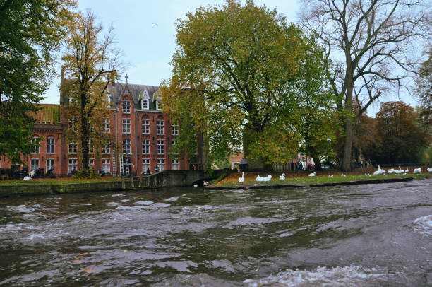 30-10-2014 Brussels, Belgium - Serene boat ride through Bruges with swans in a park by the canal
