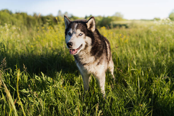 istock Siberian husky with multi colored eyes in a field with green grass. 2160709466