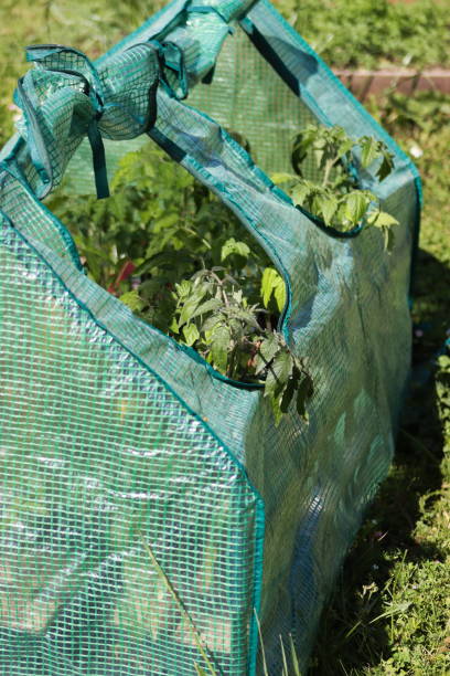 istock A small greenhouse protecting tomato seedlings against frost 2160710232