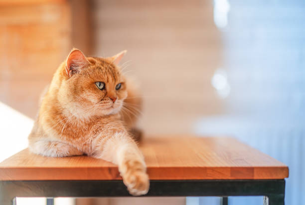 Scottish shorthair cat lying down.