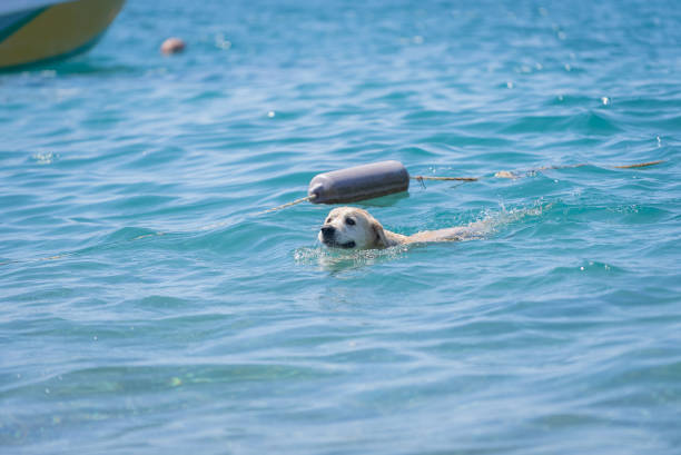 A dog is swimming in the water.