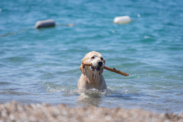 istock Dog floating on the water with a stick thrown by its owner 2160713132