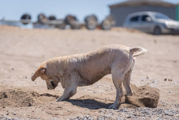 Happy ​​muddy dog ​​digging sand on the beach