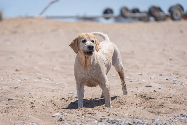 A labradog retriever dog is digging a hole in a meadow.