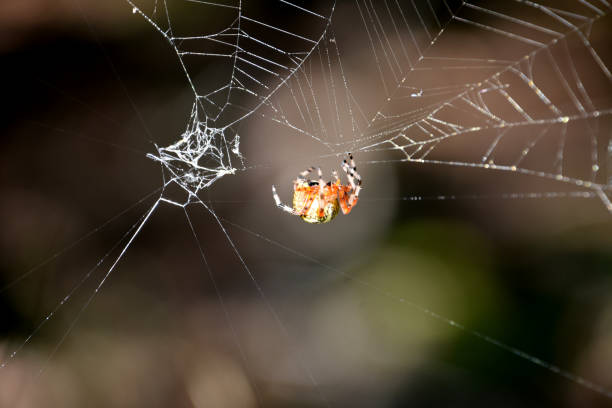 istock Orange and Yellow Marbled Orbweaver Spider in a Web 2160713282