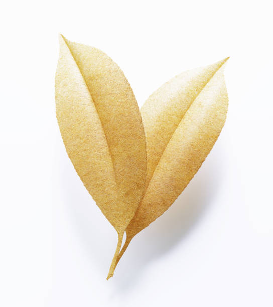 Leaves textured with paper on white background. Vertical composition with clipping path.