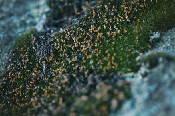 Pattern of moss on the stone
