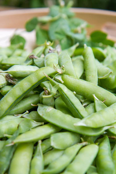 istock Fresh pea pods on wooden tray 2160715392