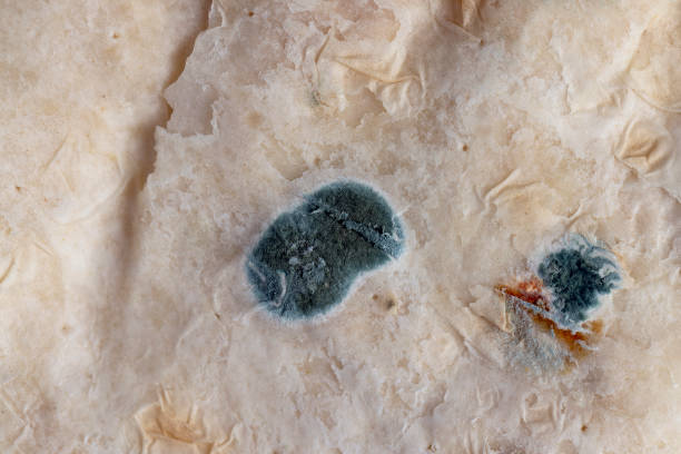 istock baked pita bread in mold 2160717475