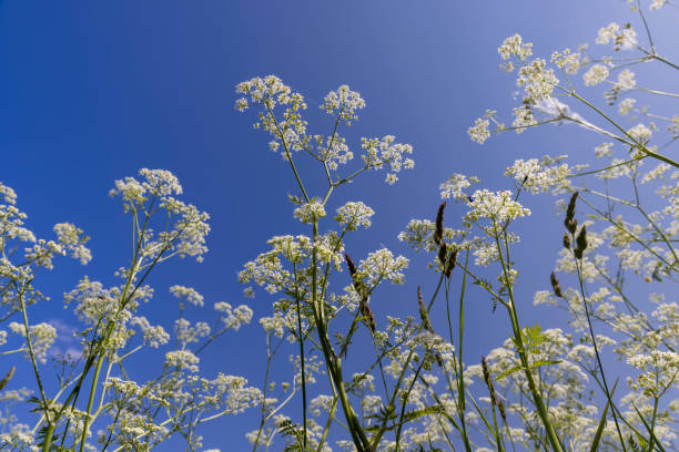 istock weeds blooming with white flowers against a blue sky 2160717567