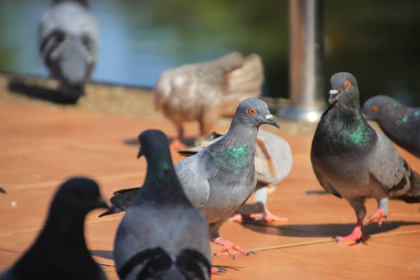 Many pigeons on the ground and iron railing.