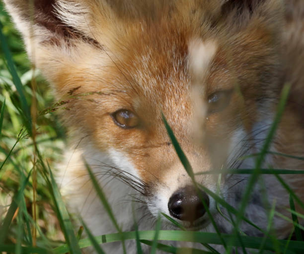 istock Red Fox (Vulpes vulpes) Young Animal Portrait 2160720525