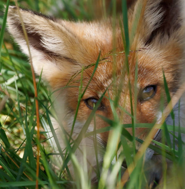 istock Red Fox (Vulpes vulpes) Young Animal Portrait 2160720532