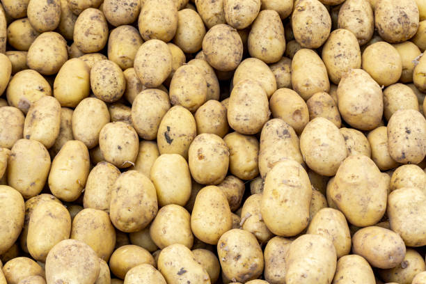 istock Close-up view of stacked potatoes 2160721211
