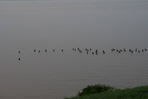 Canadian Geese floating on the Rappahannock River in Tappahannock Virginia at sunrise