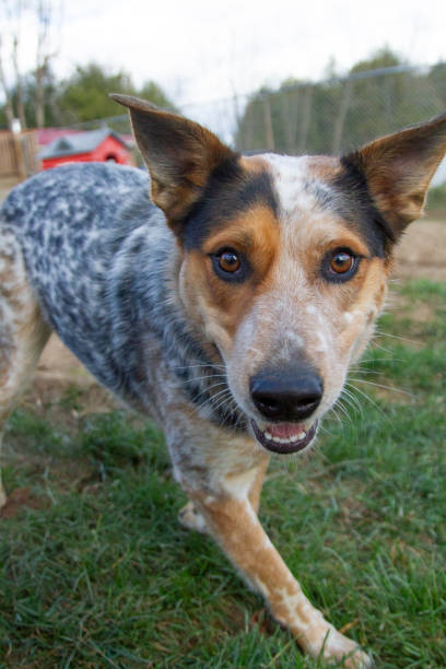 istock Portrait of a young, hyper Australian Cattle Dog. Vertical. 2160721979