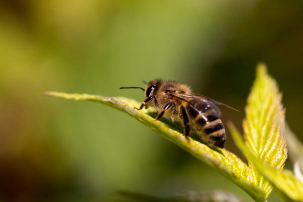 istock a bee sits on a leaf of a raspberry bush 2160723250