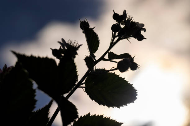 a blackberry bush during flowering and the appearance of the first unripe berries, an orchard in which blackberries are grown