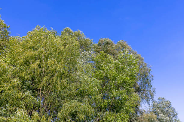 istock deciduous trees in windy weather in swaying foliage 2160723420