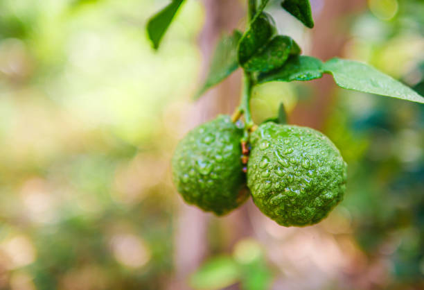 Fresh bergamot fruit  and rain drop on bergamot tree in morning