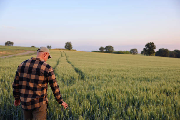 istock Farmer standing in wheat field 2160727759