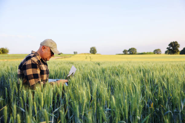 istock Farmer working with laptop on wheat field. 2160727761