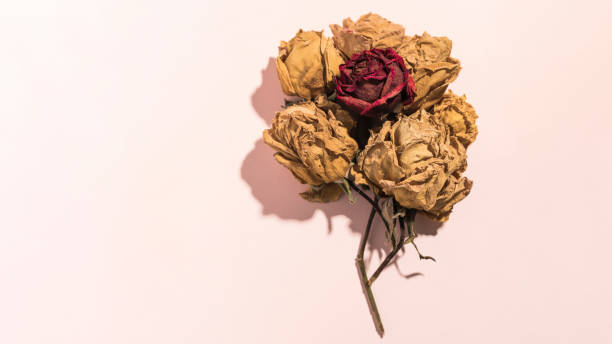 istock withering roses isolated on pink background 2160727904