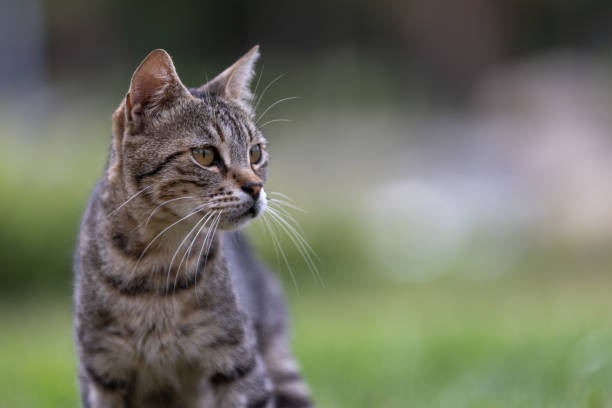 istock Portrait of tabby cat. 2160729350
