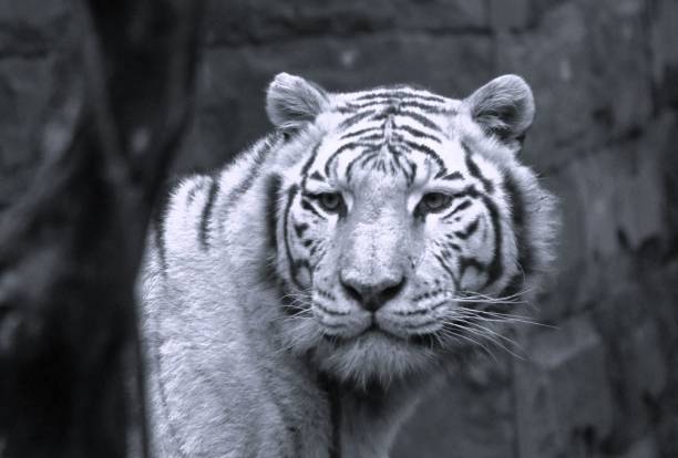 White tiger, Pairi Daiza zoo, Brugelette, Belgium
