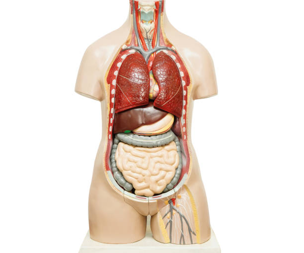 istock Human body anatomy organ model isolated on white background with clipping path for study education medical course. 2160732302