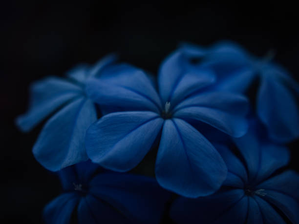beautiful purple flower